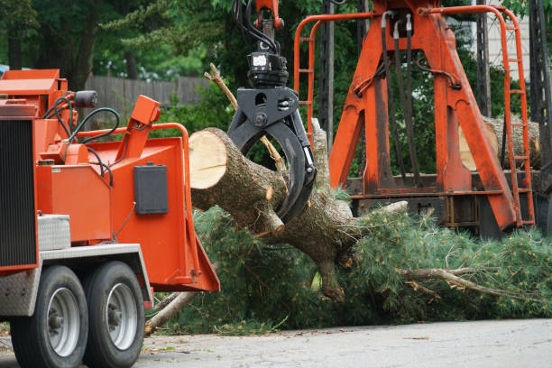 Trusted Kimberly, ID Tree Service Experts